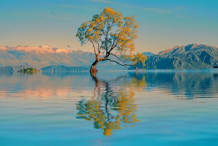 the-tree-2021-08-29-01-14-22-utc